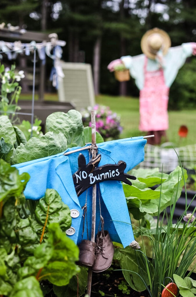 peter rabbit small scarecrow in vegetable garden