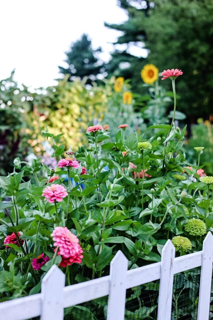 garden at sunset