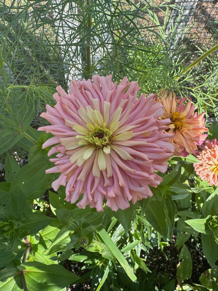 ballerina zinnia