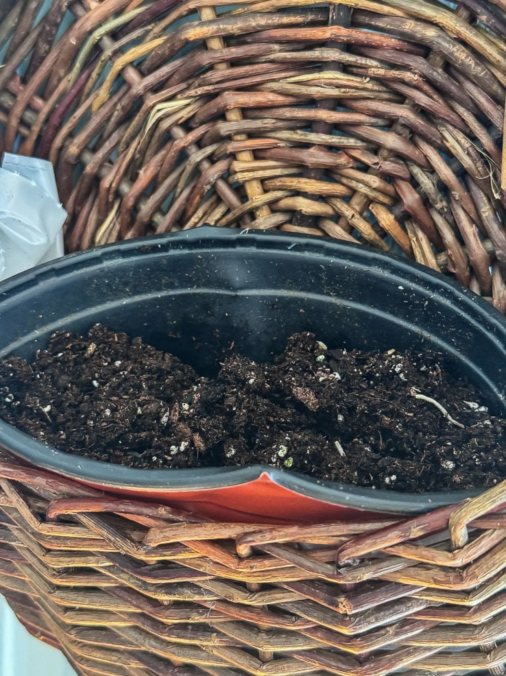 nursery pot placed inside a door basket for planting