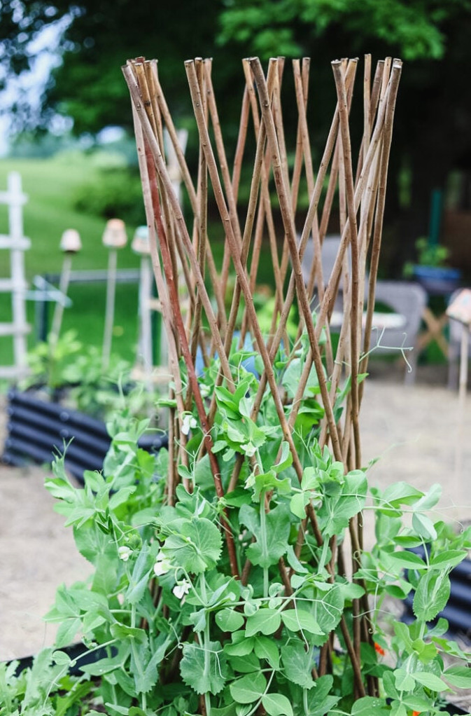 snow peas on a willow trellis