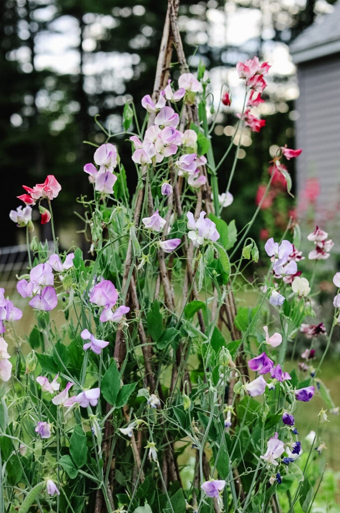 sweet peas flowering