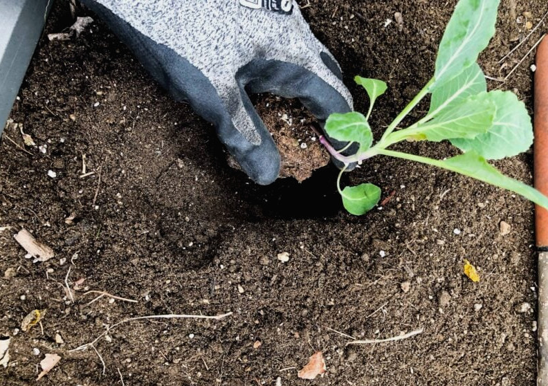 planting broccoli