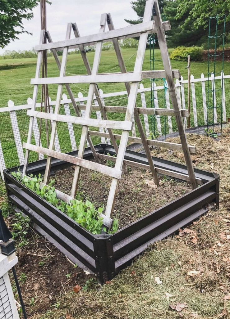 vegetable garden | pea trellis