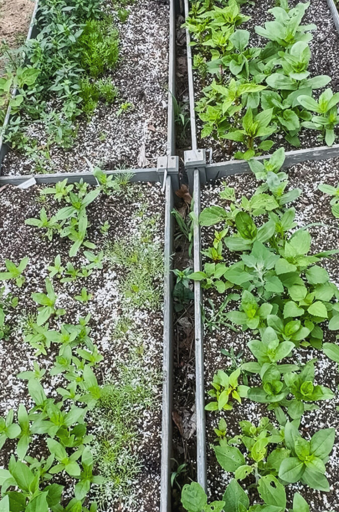 zinnia seedlings in raised beds