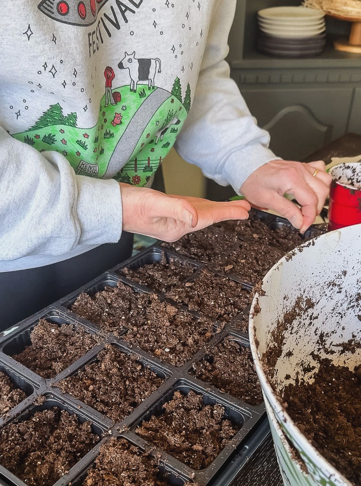 planting seeds with seed trays indoors