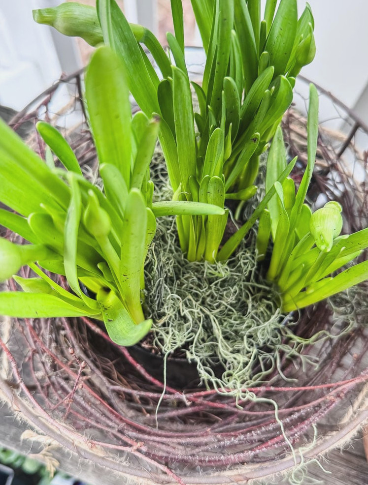 an overhead view of a pot of daffodils