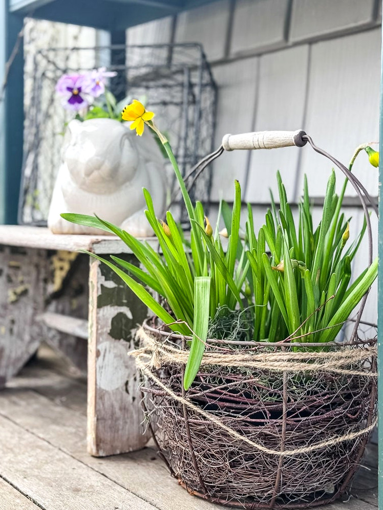 wire bsket of daffodils and a bench with a ceramic bunny filled with pansies