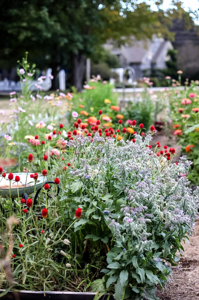 summer garden with gomphrena and borage in bloom
