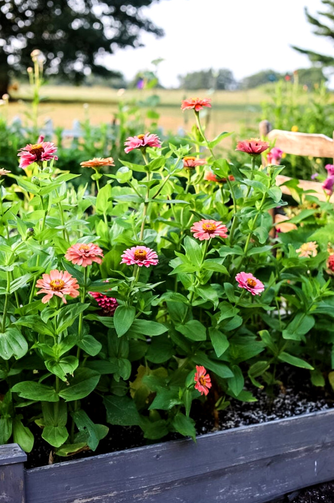 a raised garden bed filled with flowering pink zinnias