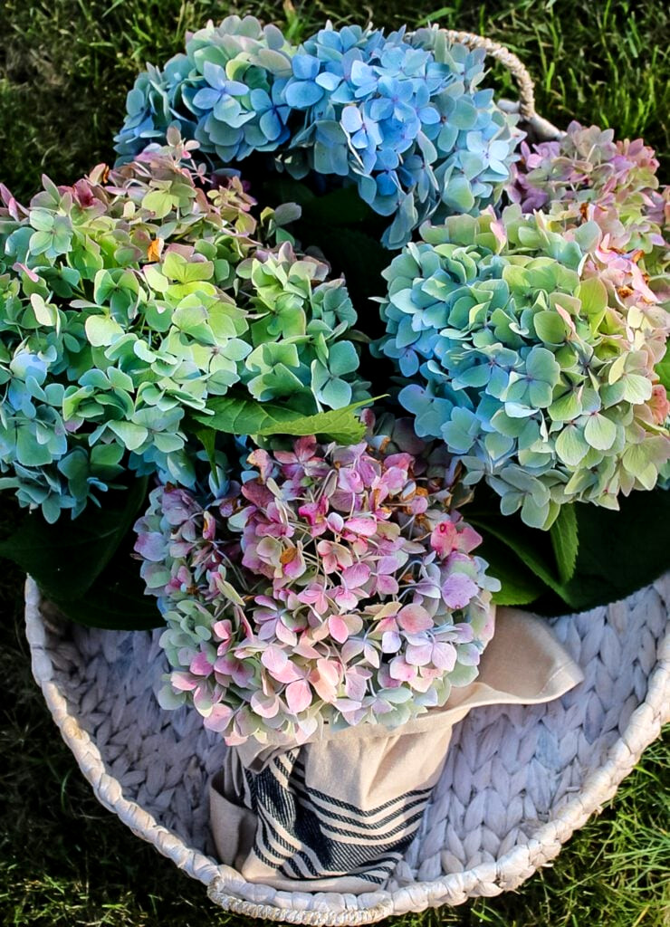 basket of hydrangeas