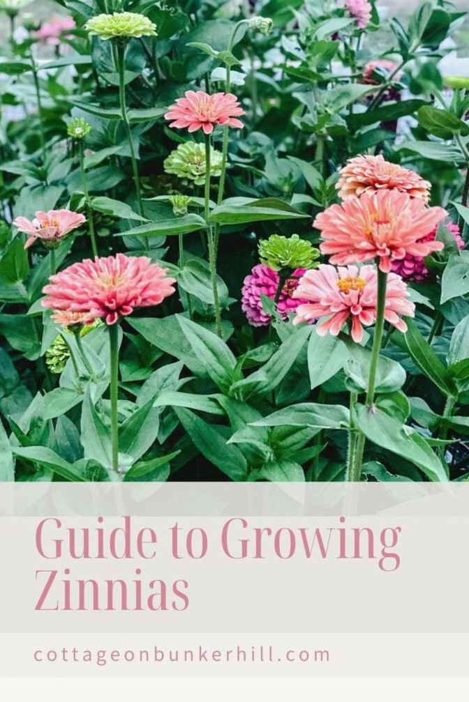 zinnia pinterest image