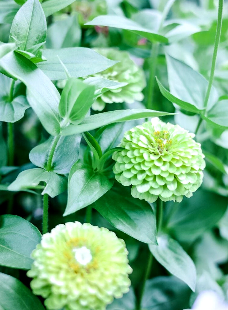 Bernary's Giant Lime Zinnias