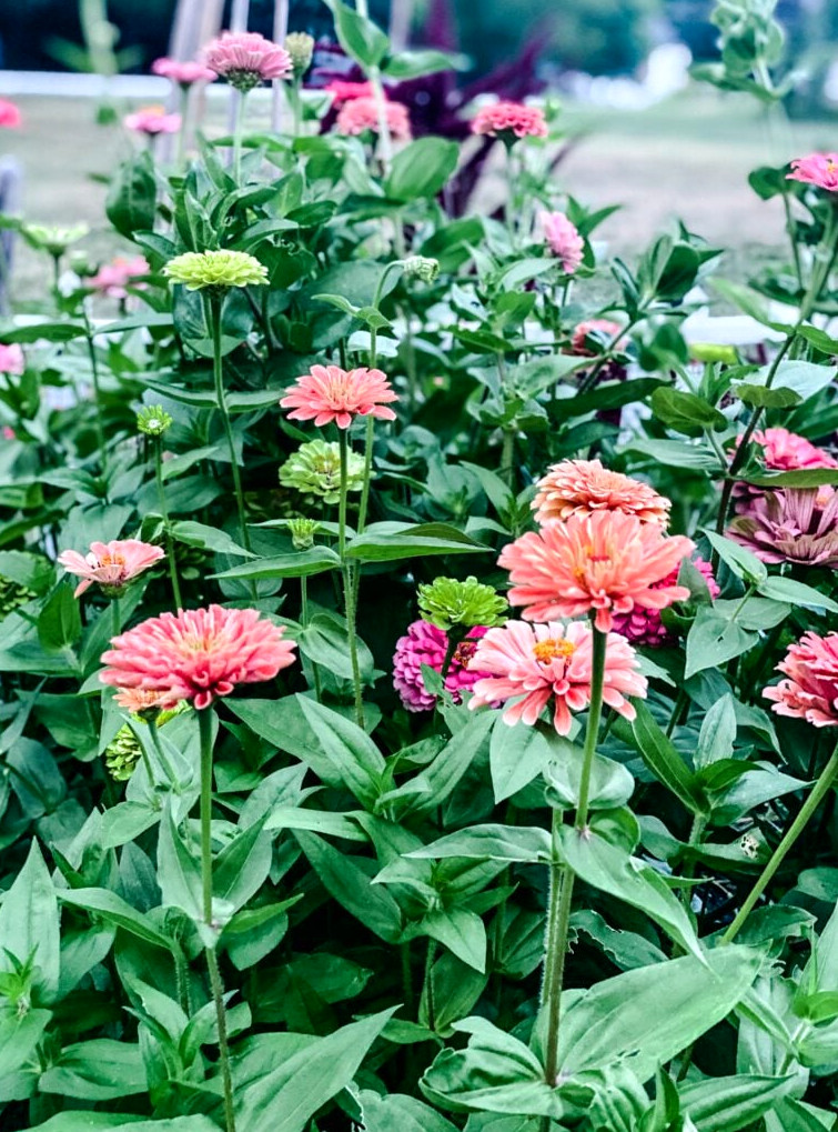 zinnia patch