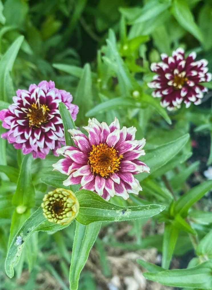 Jazzy Red Zinnias
