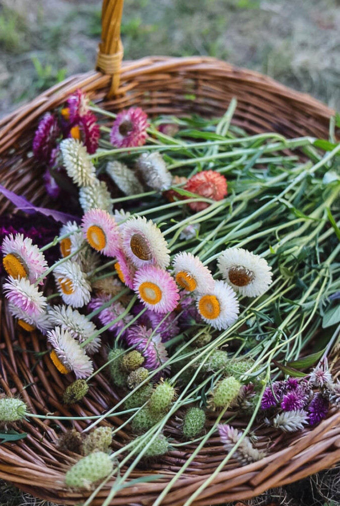 basket of strawflowers