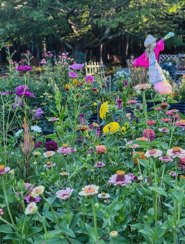 cut flower garden in bloom with zinnias