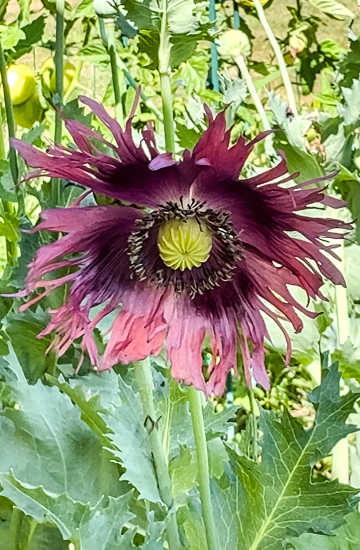 a blooming drama queen poppy