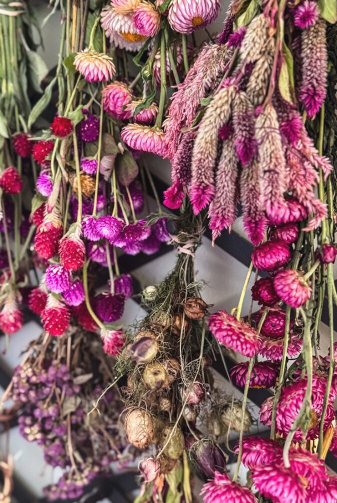 colorful bunches of flowers on a peg rack that are drying
