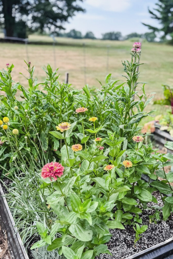 flowering garden raised bed