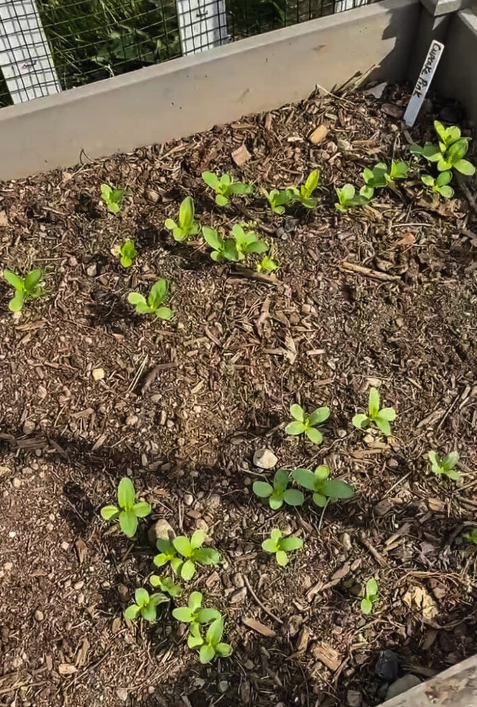 zinnia seedlings