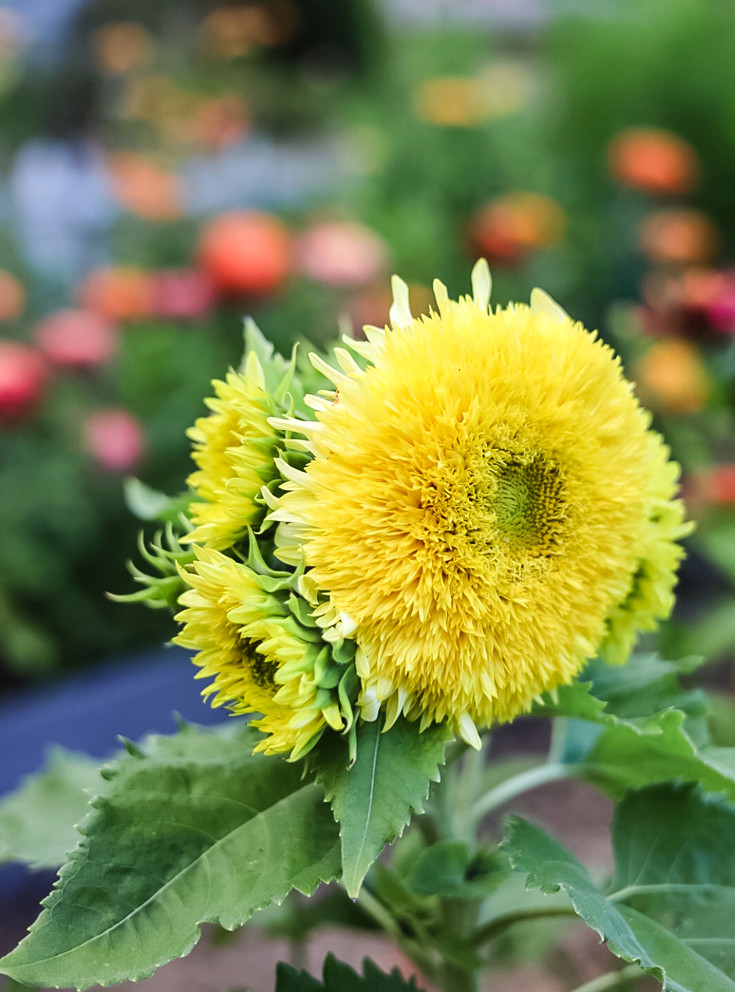 gummy bear sunflower