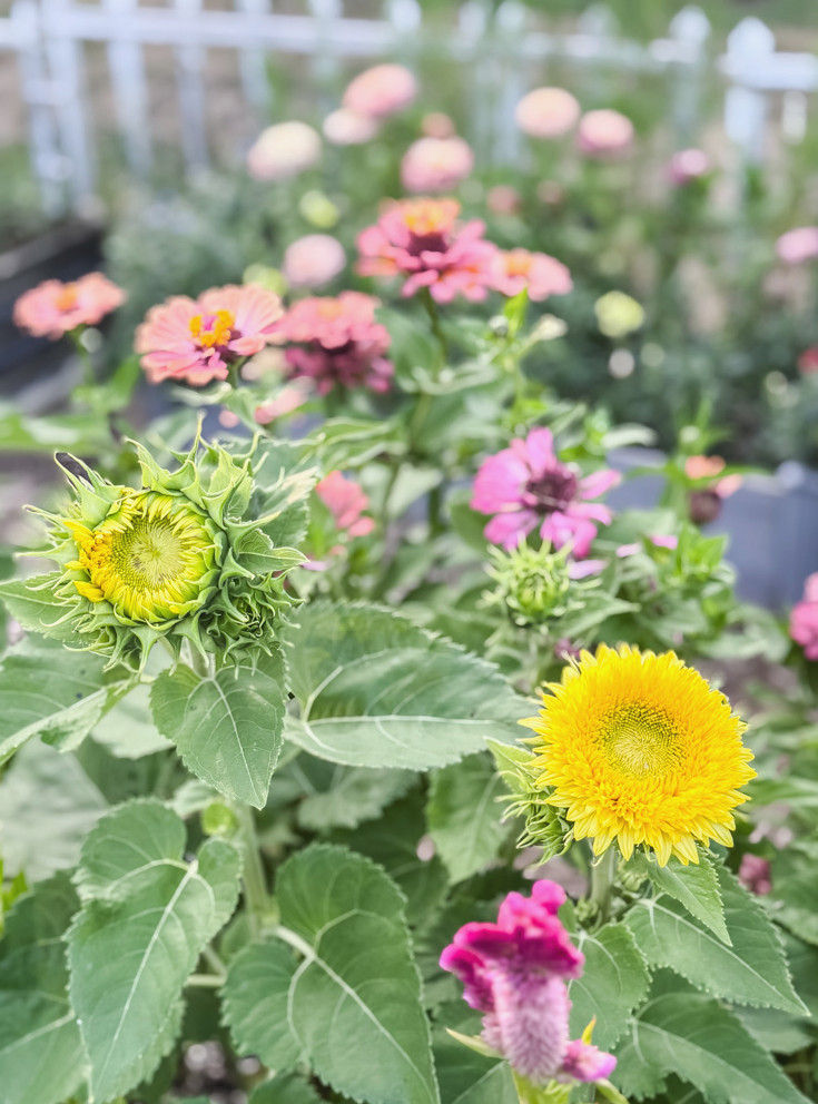 sunflowers and zinnias in garden