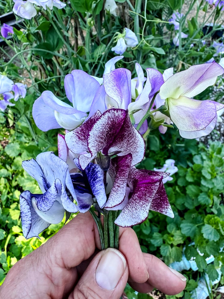 sweet peas