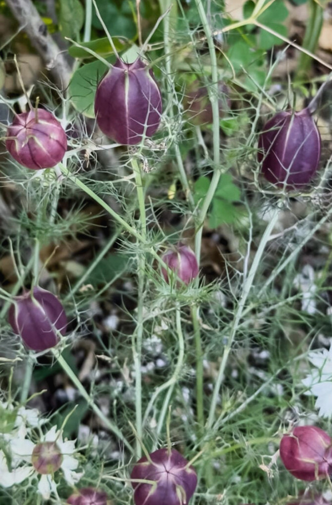Love-in-a-mist albion dark seed pods