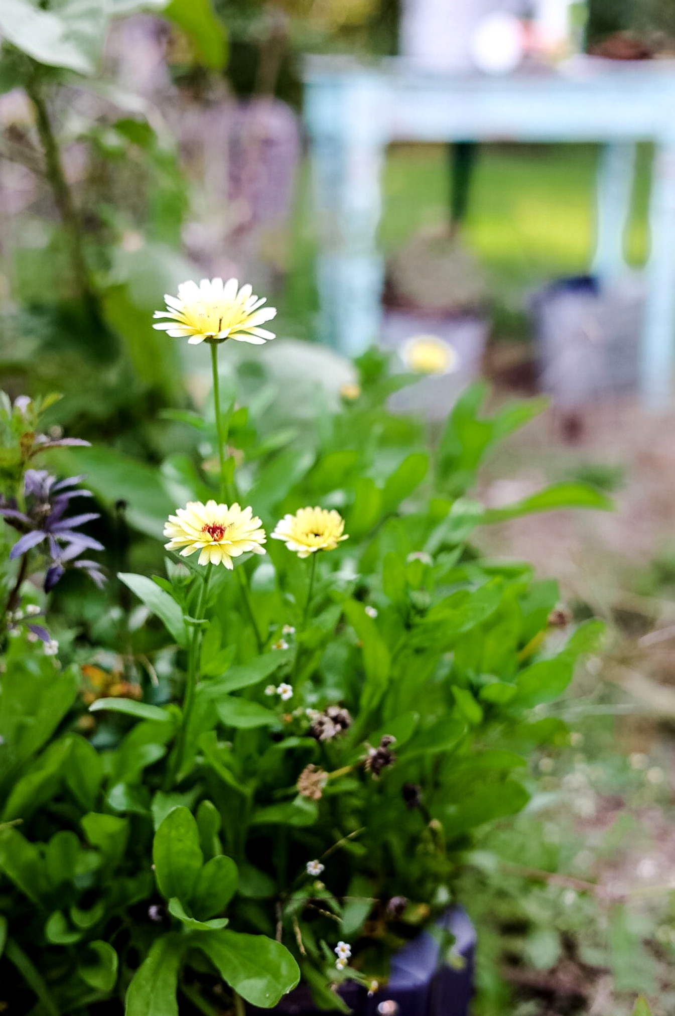calendula