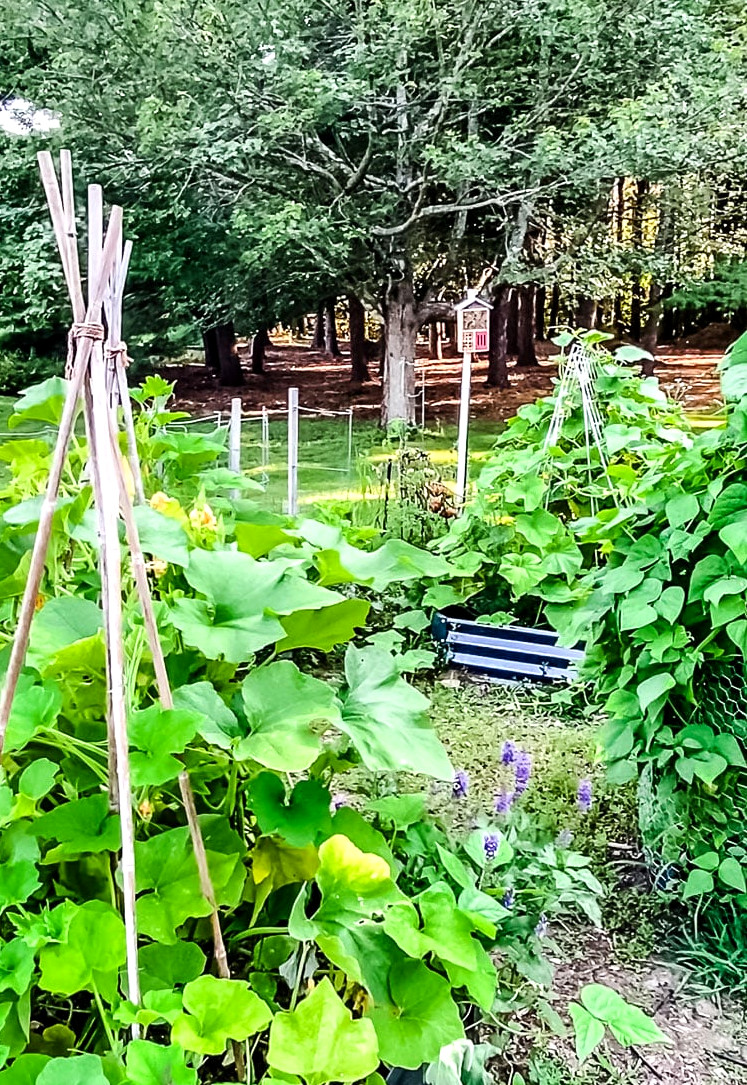 view of squash plants growing in a garden