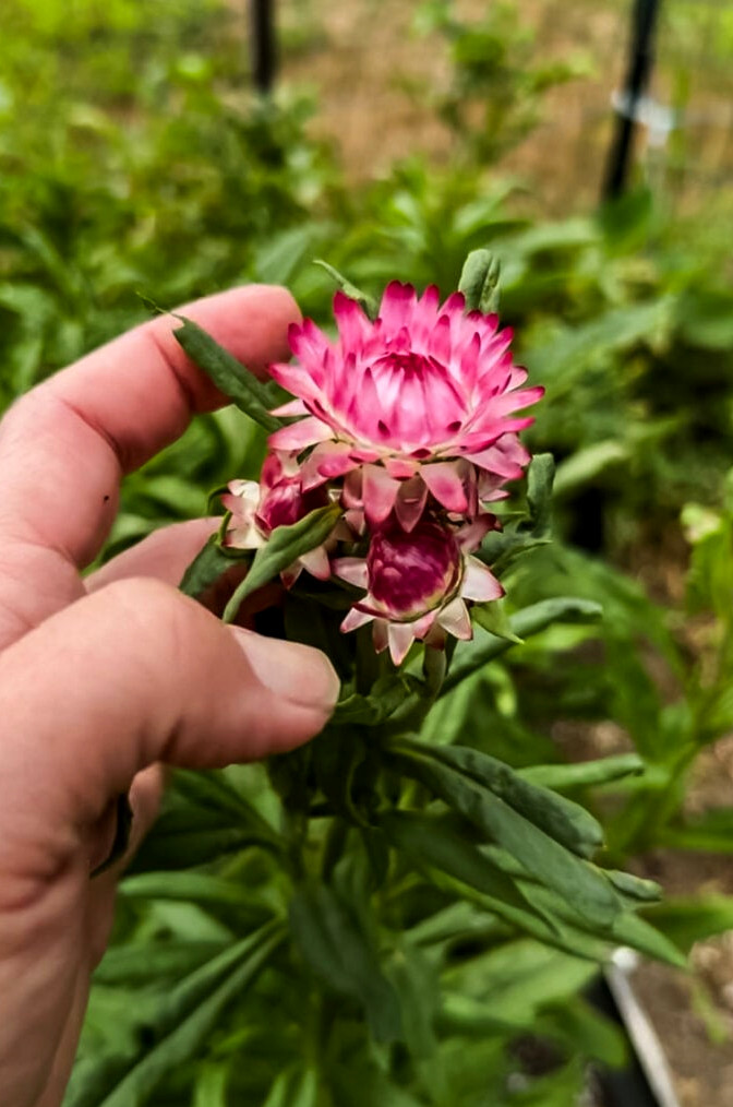 pink strawflower