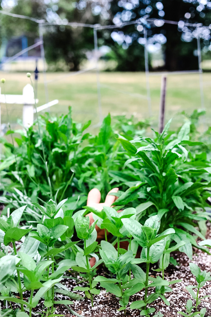 green plants in a garden bed with a terracotta bunny statue