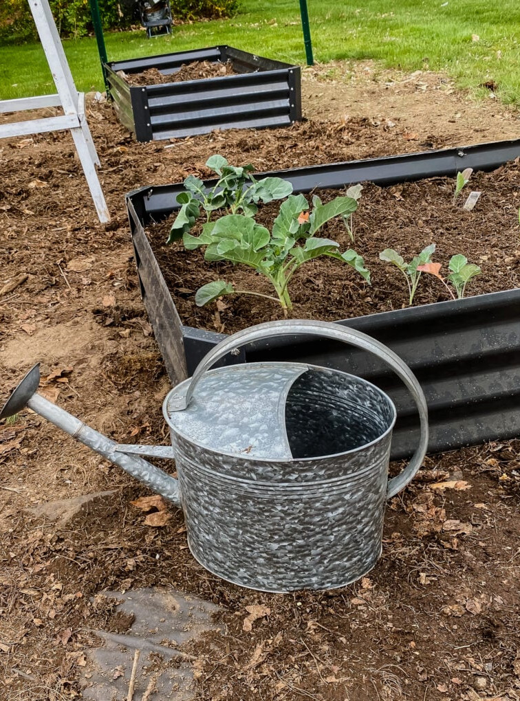 watering can in a garden