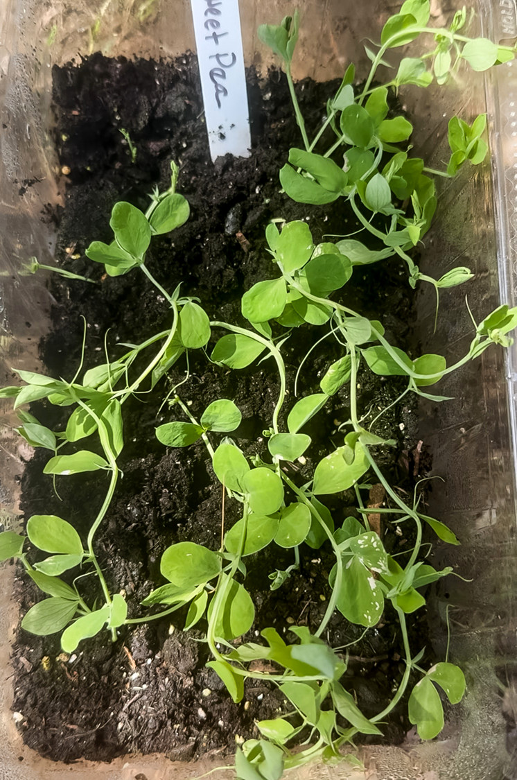 sweet peas being winter sown