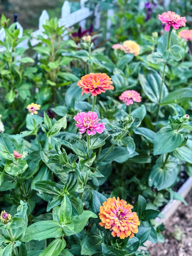 bed of zinnias in bloom