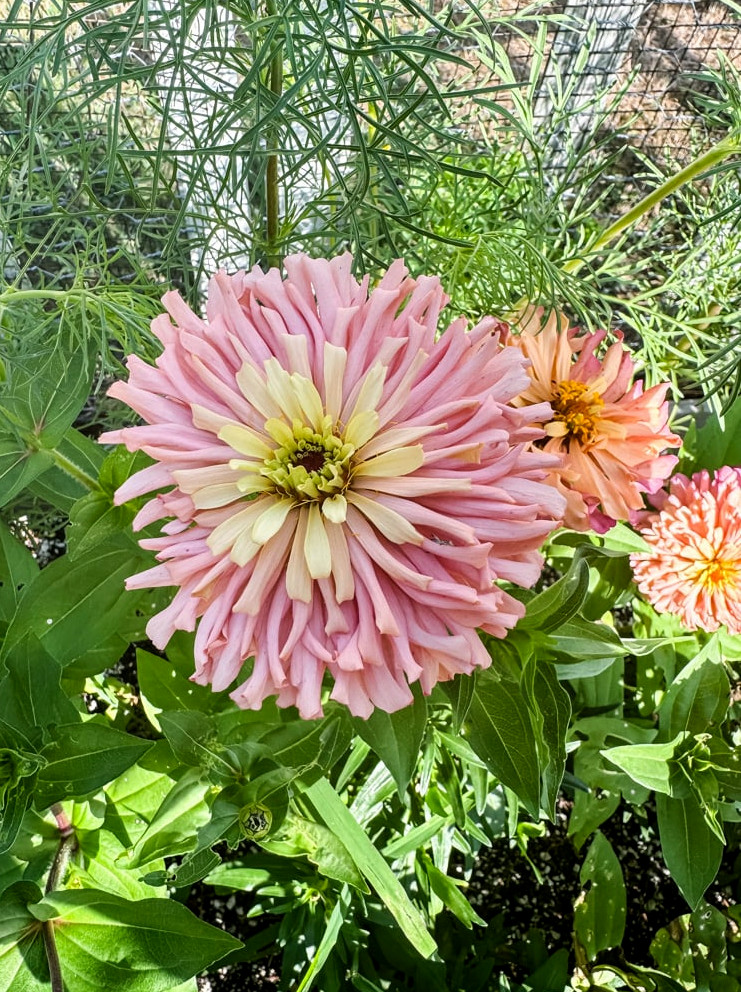 ballerina zinnia