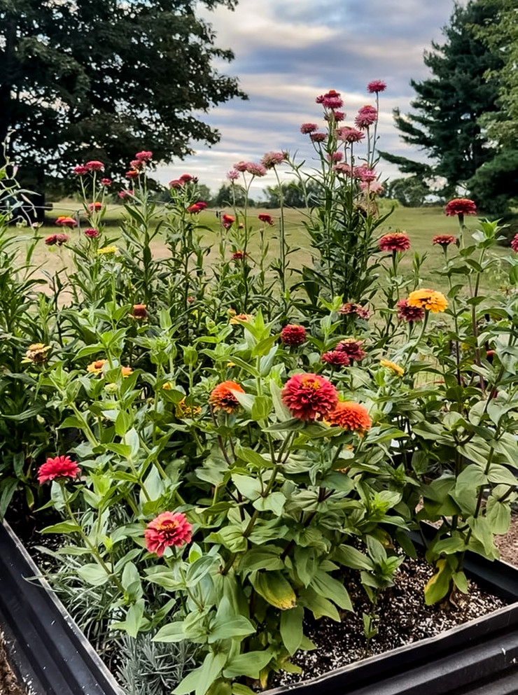 garden bed of zinnias in bloom