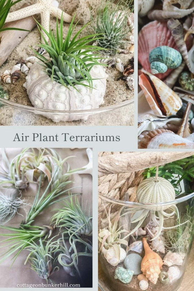 DIY Air Plant Terrariums: A Step-By-Step Guide