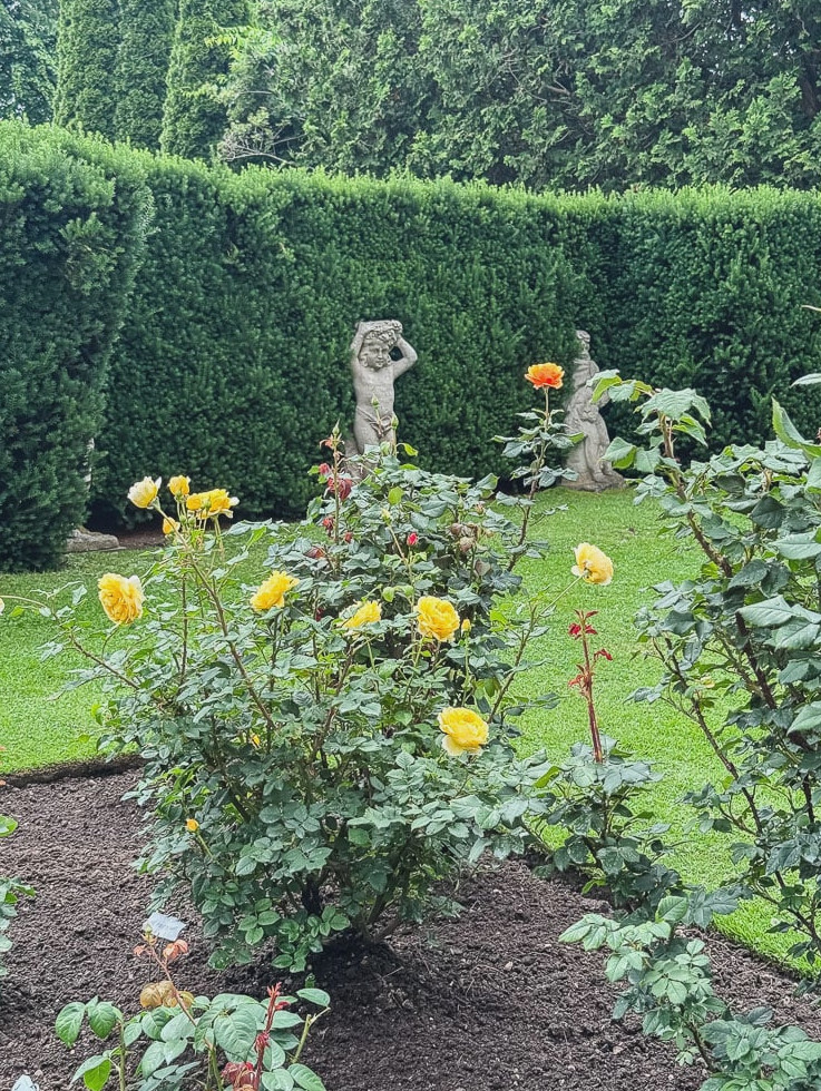 a formal rose garden with hedges