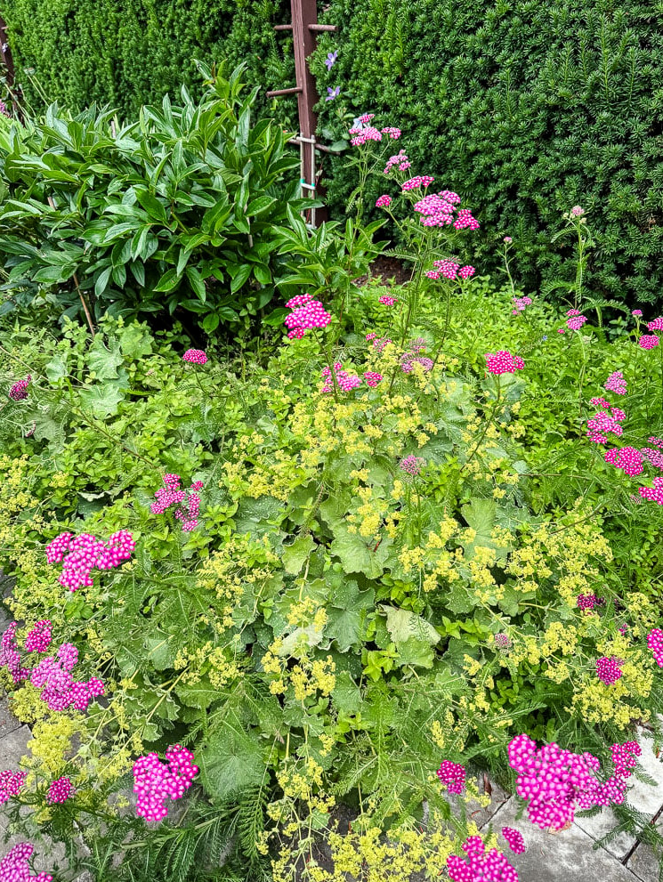lady's mantle and achillea flowering