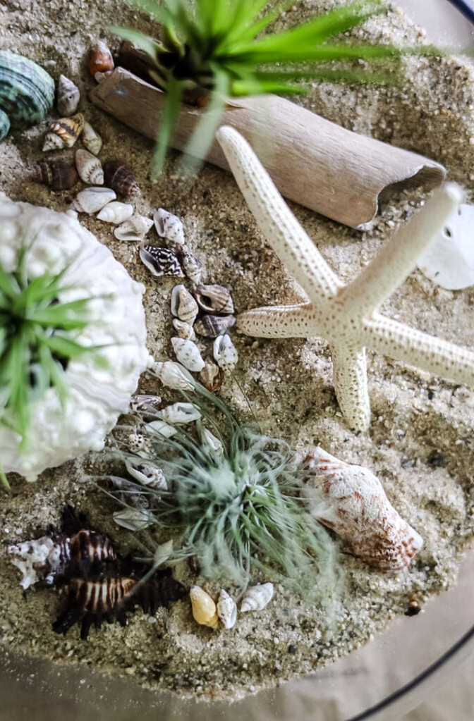 starfish and shells in terrarium filled with sand