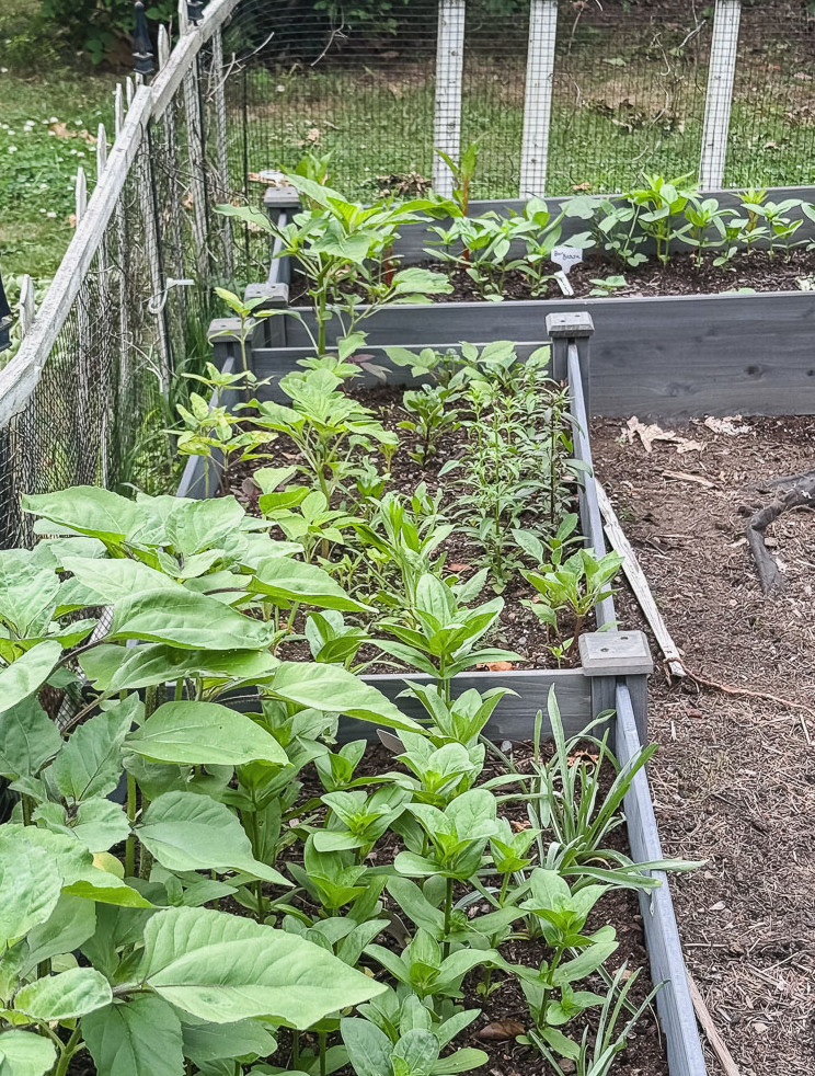 raised garden bed with flowers