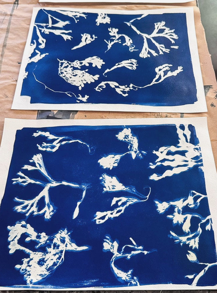 seaweed cyanotype prints