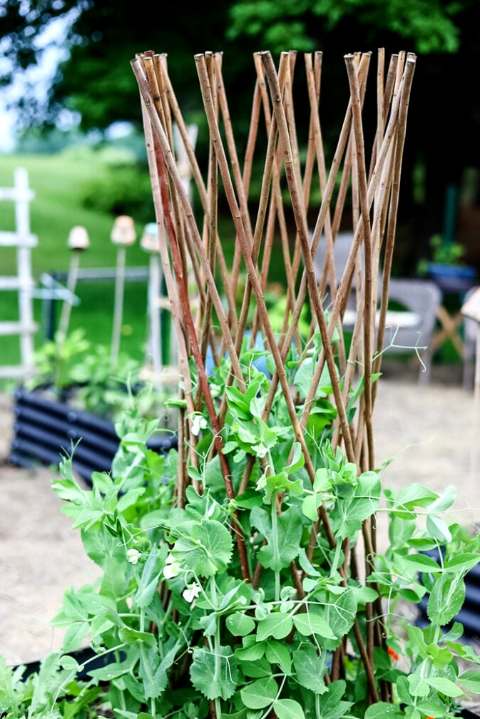 snow peas on a willow trellis