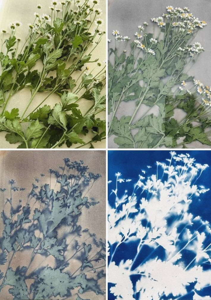feverfew cyanotype process steps