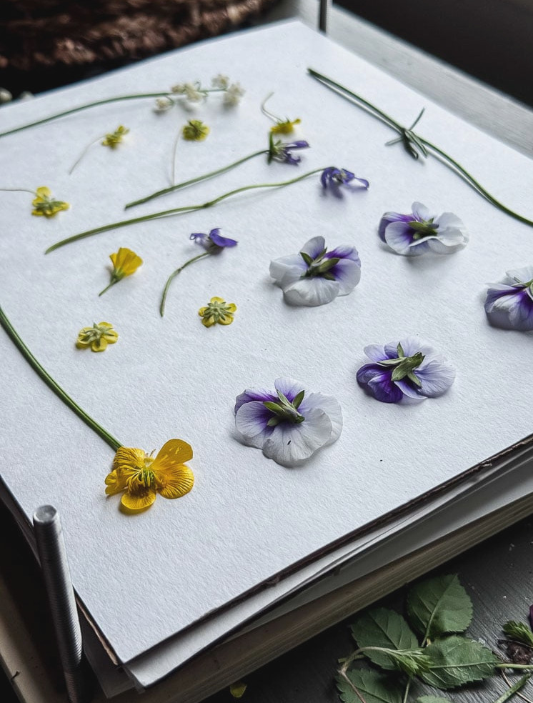 spring flowers on blotting sheet in a flower press