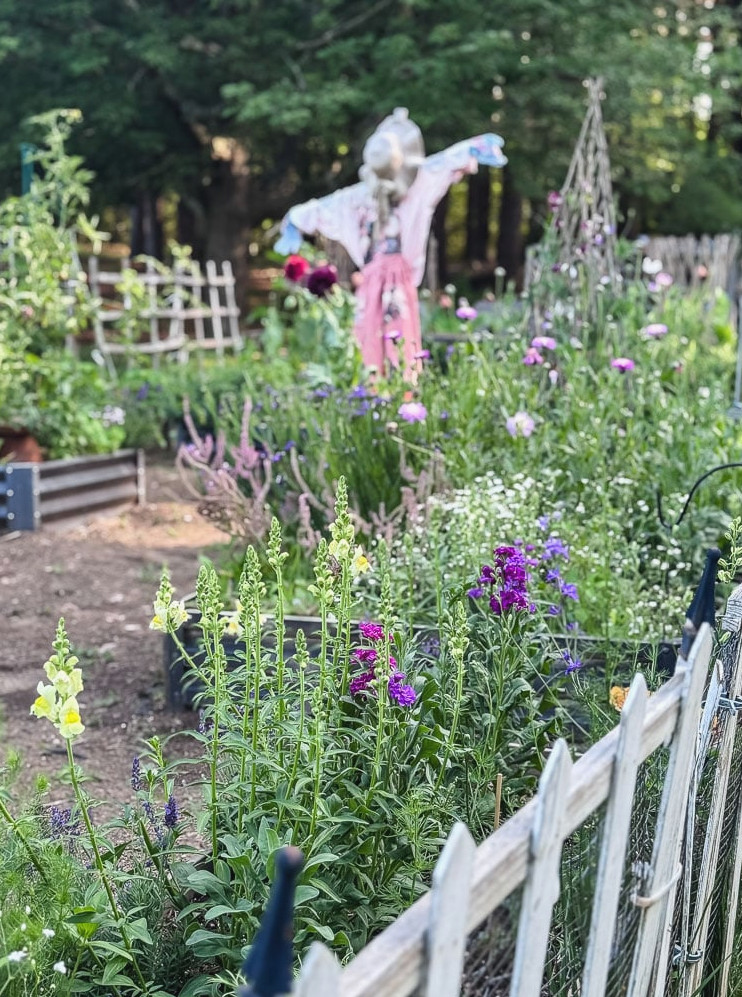 snapdragons in garden with white picket fence