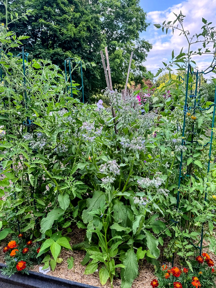 tomato plants and borage in the garden