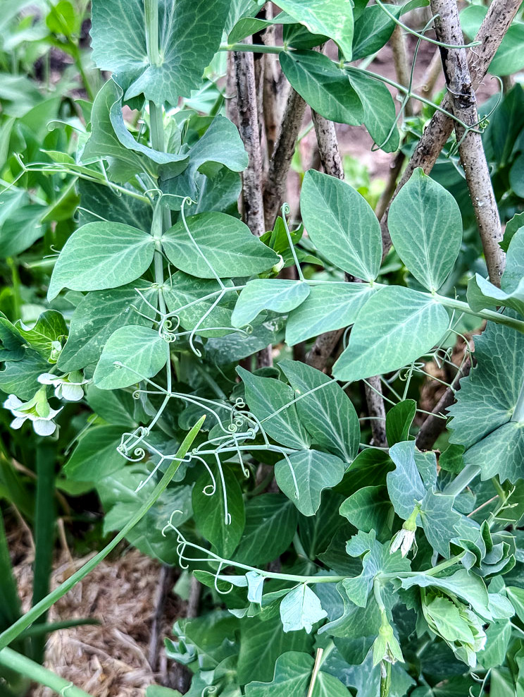 snow peas growing on willow trellis